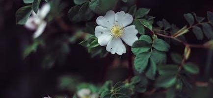 australian bush flower essences list pdf