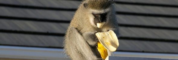 the monkeys paw pdf